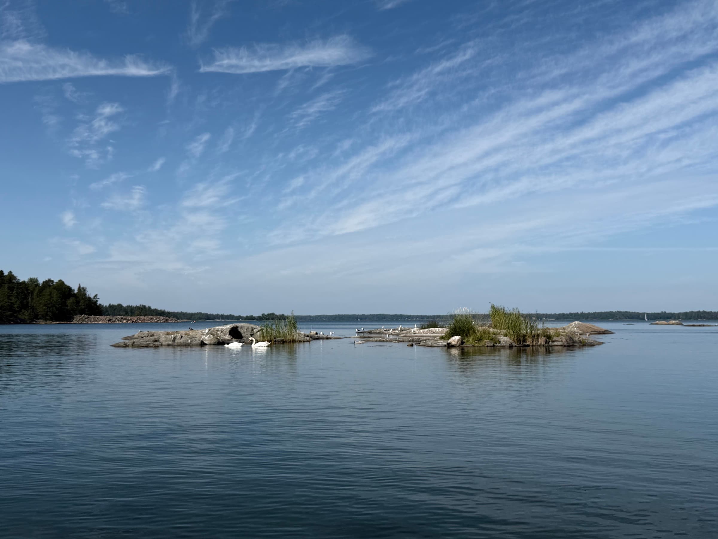 Skär med vass och måsar i Vätös vatten, två svanar vid vattenlinjen
